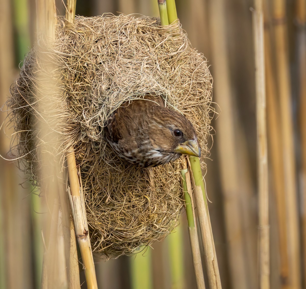 Grosbeak Weaver - ML647870110