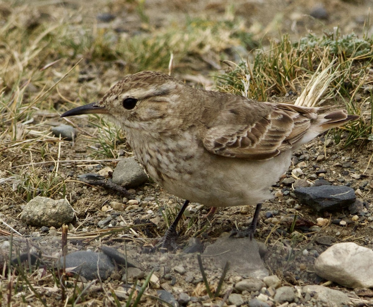 Common Miner (Patagonian) - ML647870111