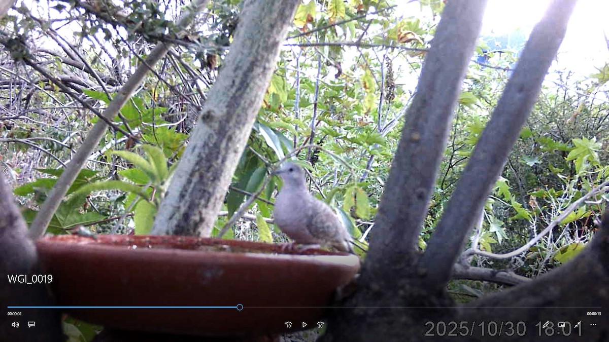 Inca Dove - ML647870118