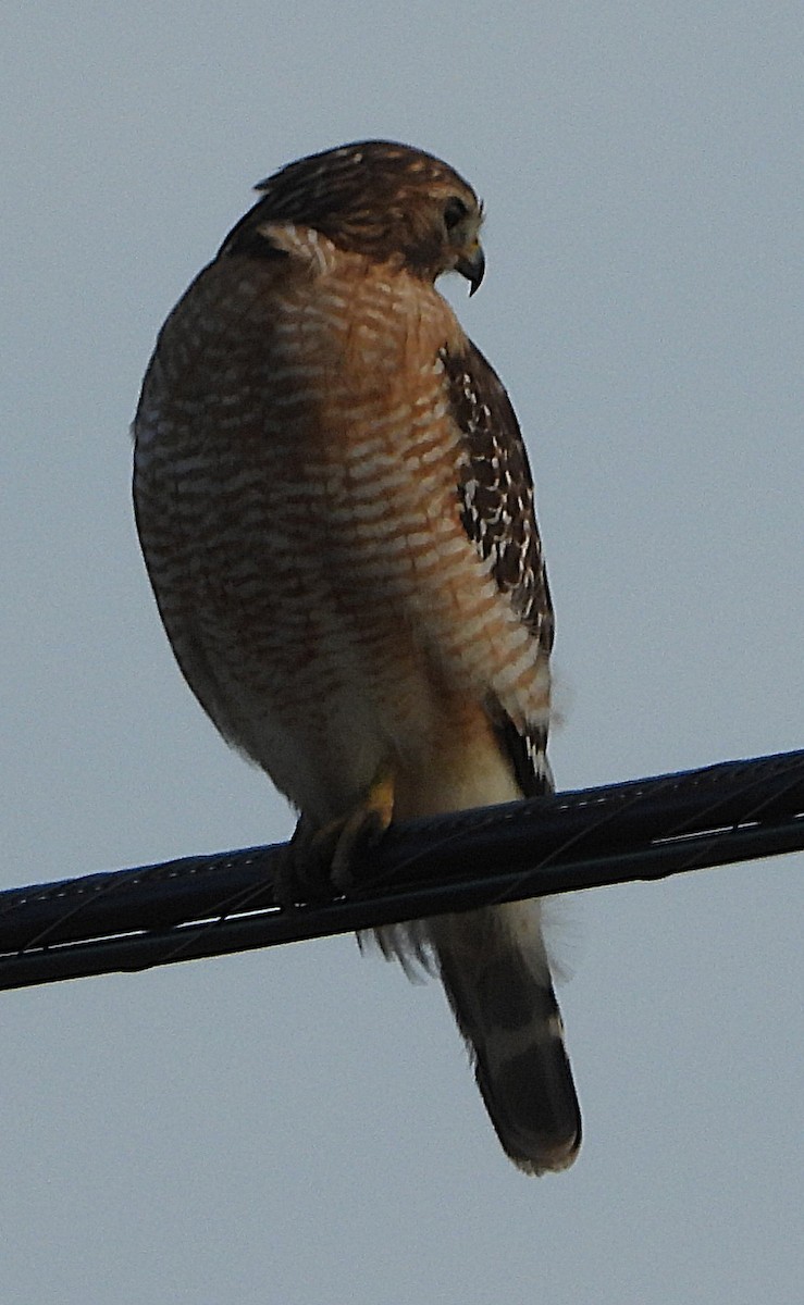 Red-shouldered Hawk - ML647870119