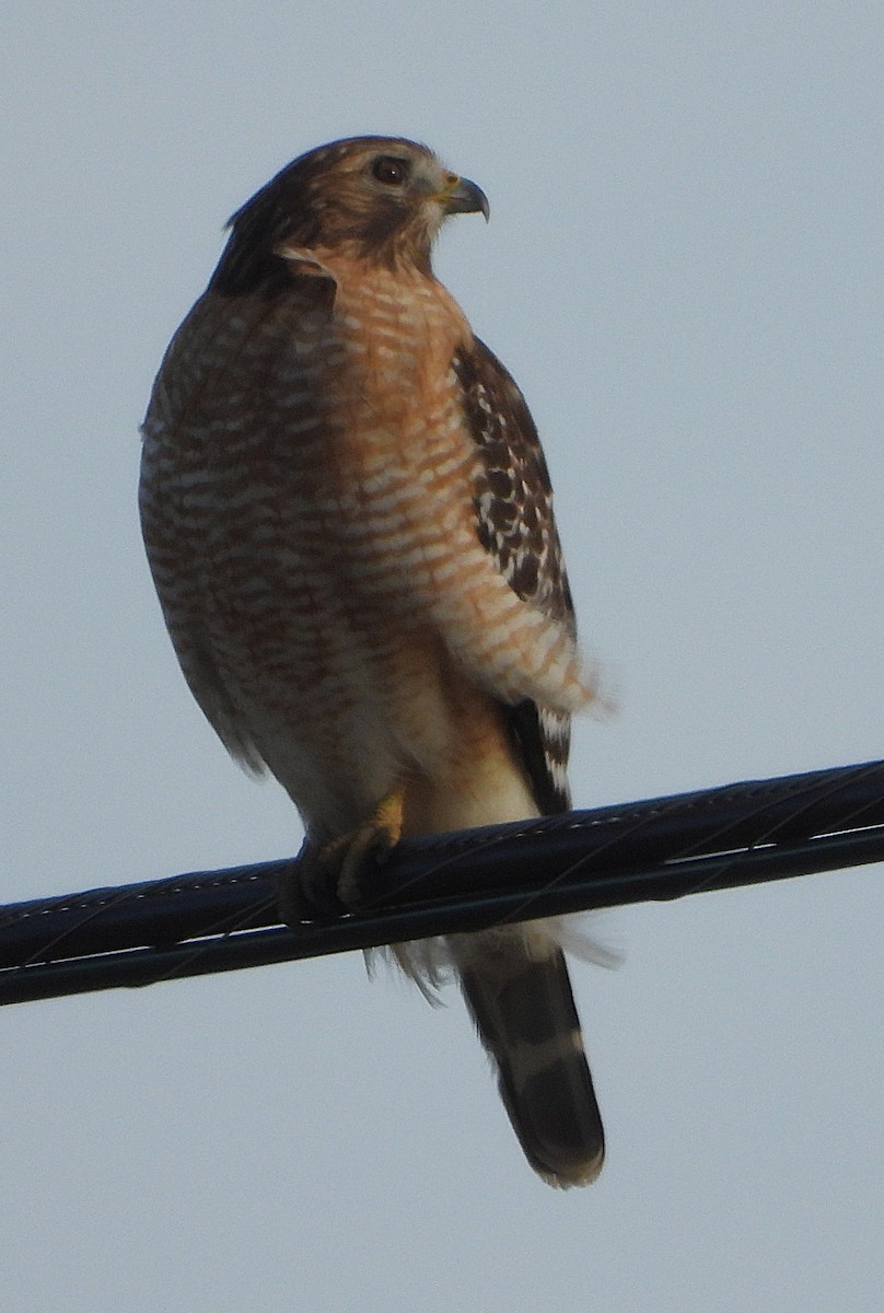 Red-shouldered Hawk - ML647870120