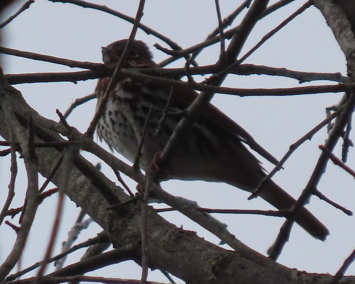Fox Sparrow - ML647870121