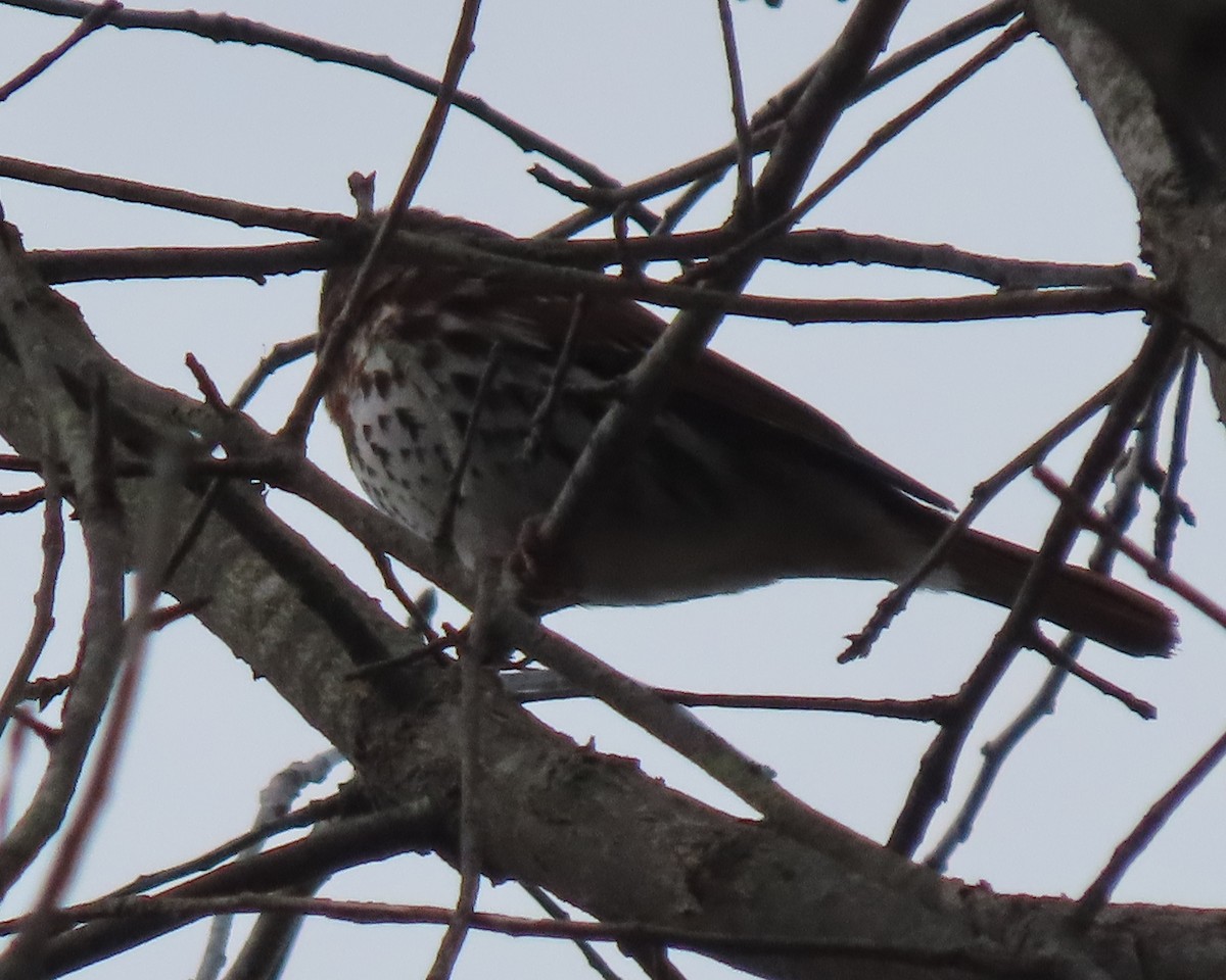 Fox Sparrow - ML647870122