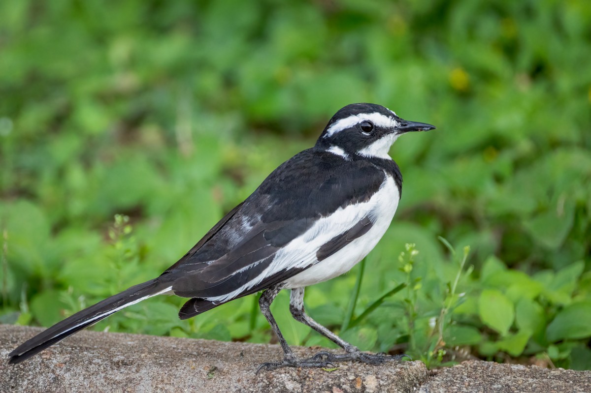 African Pied Wagtail - ML647870123