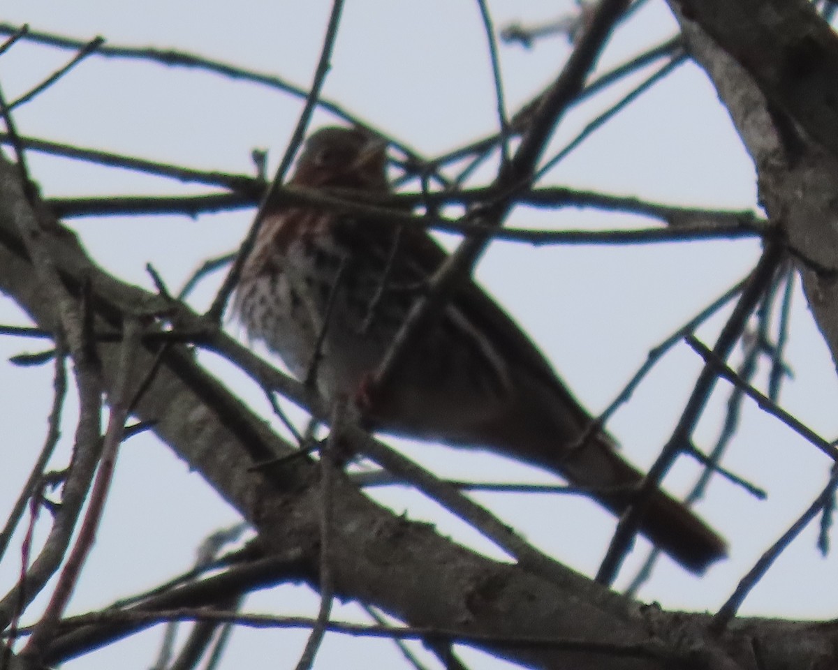 Fox Sparrow - ML647870124