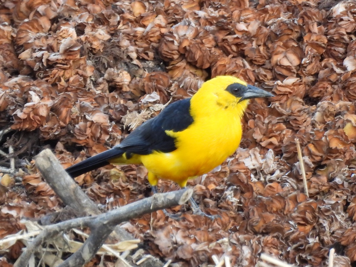 Oriole Blackbird - ML647870125