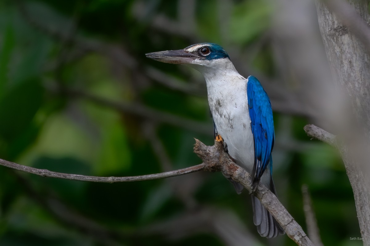 白領翡翠(humii群) - ML647870127