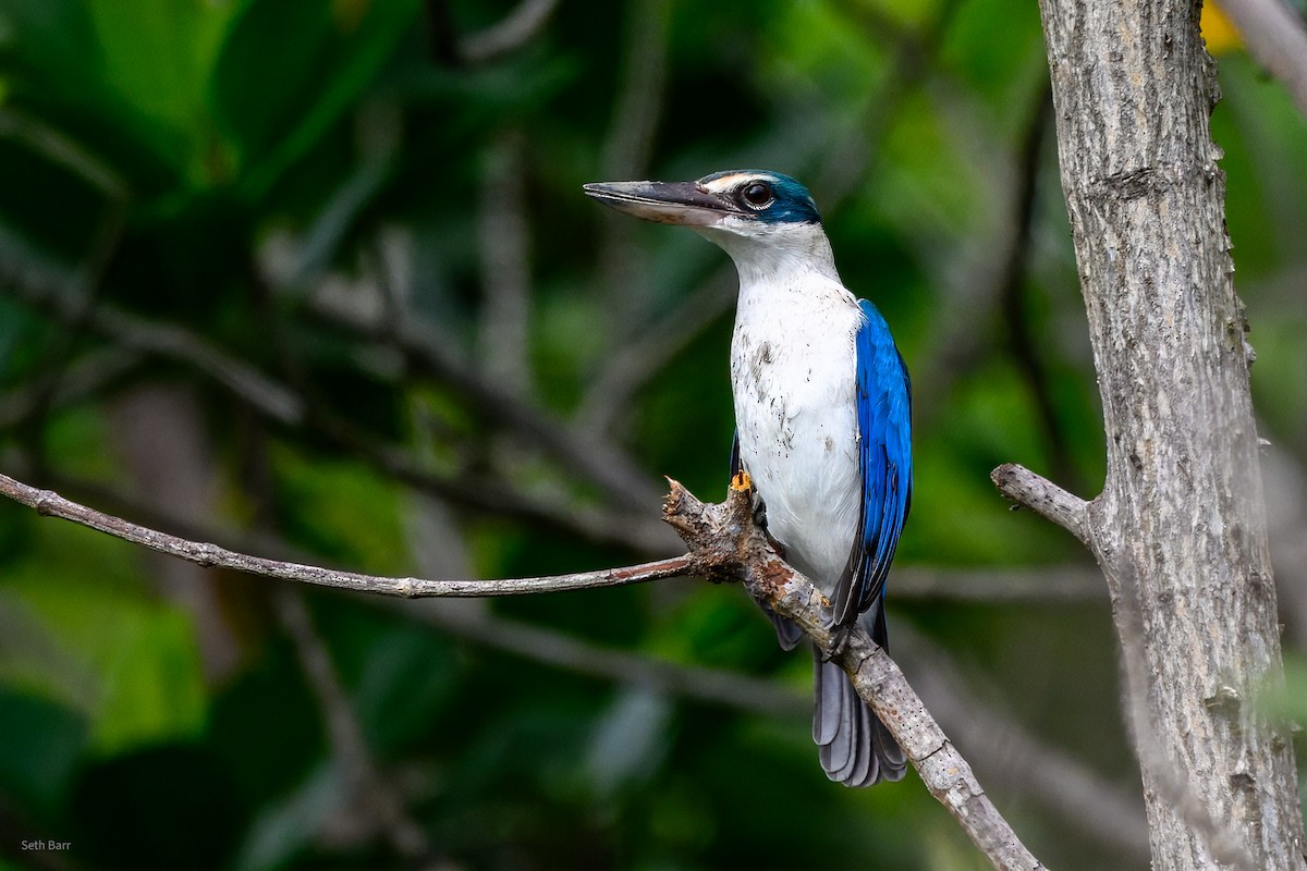 白領翡翠(humii群) - ML647870128