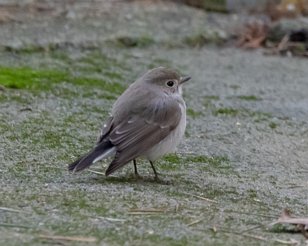 紅喉鶲 - ML647870129