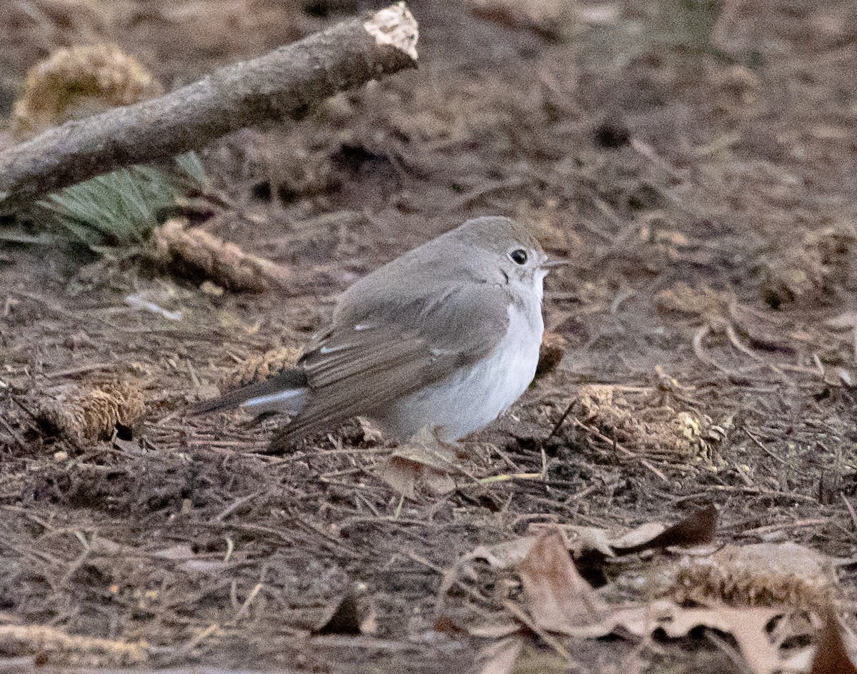 紅喉鶲 - ML647870131