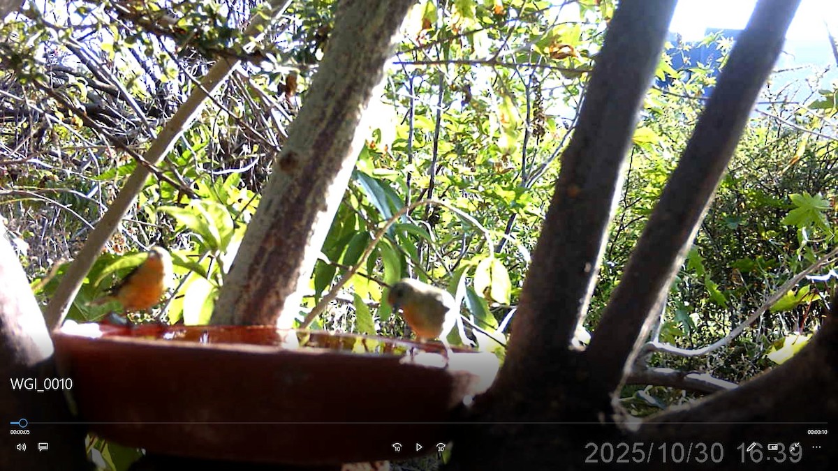 Lesser Goldfinch - ML647870135