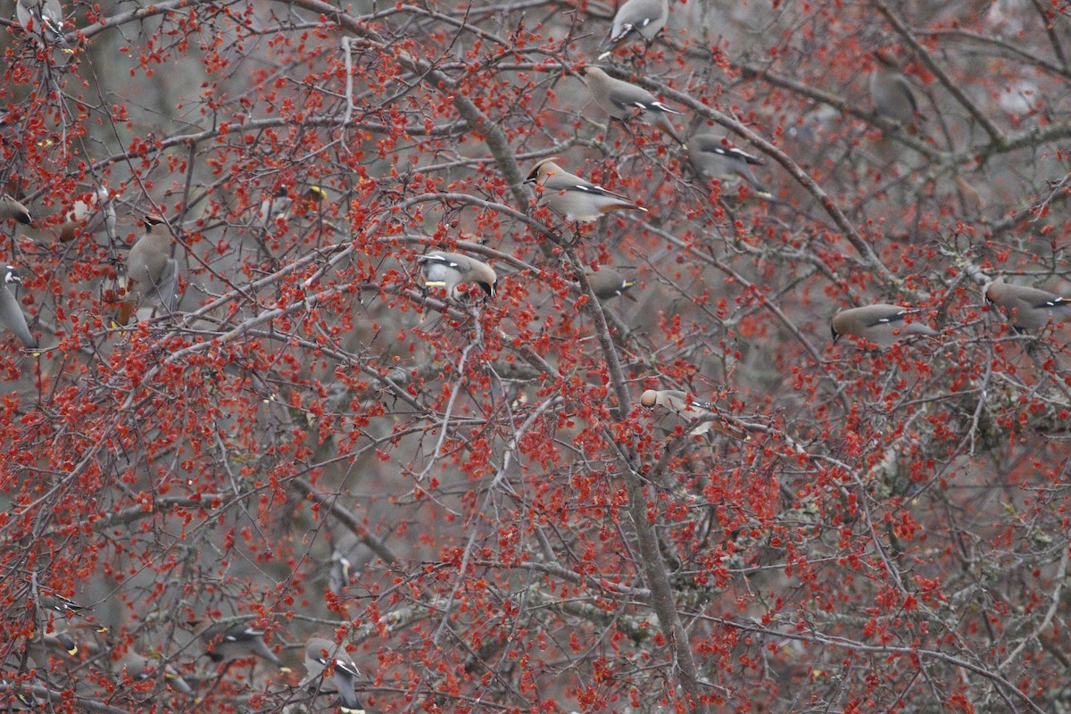 Bohemian Waxwing - ML647870140