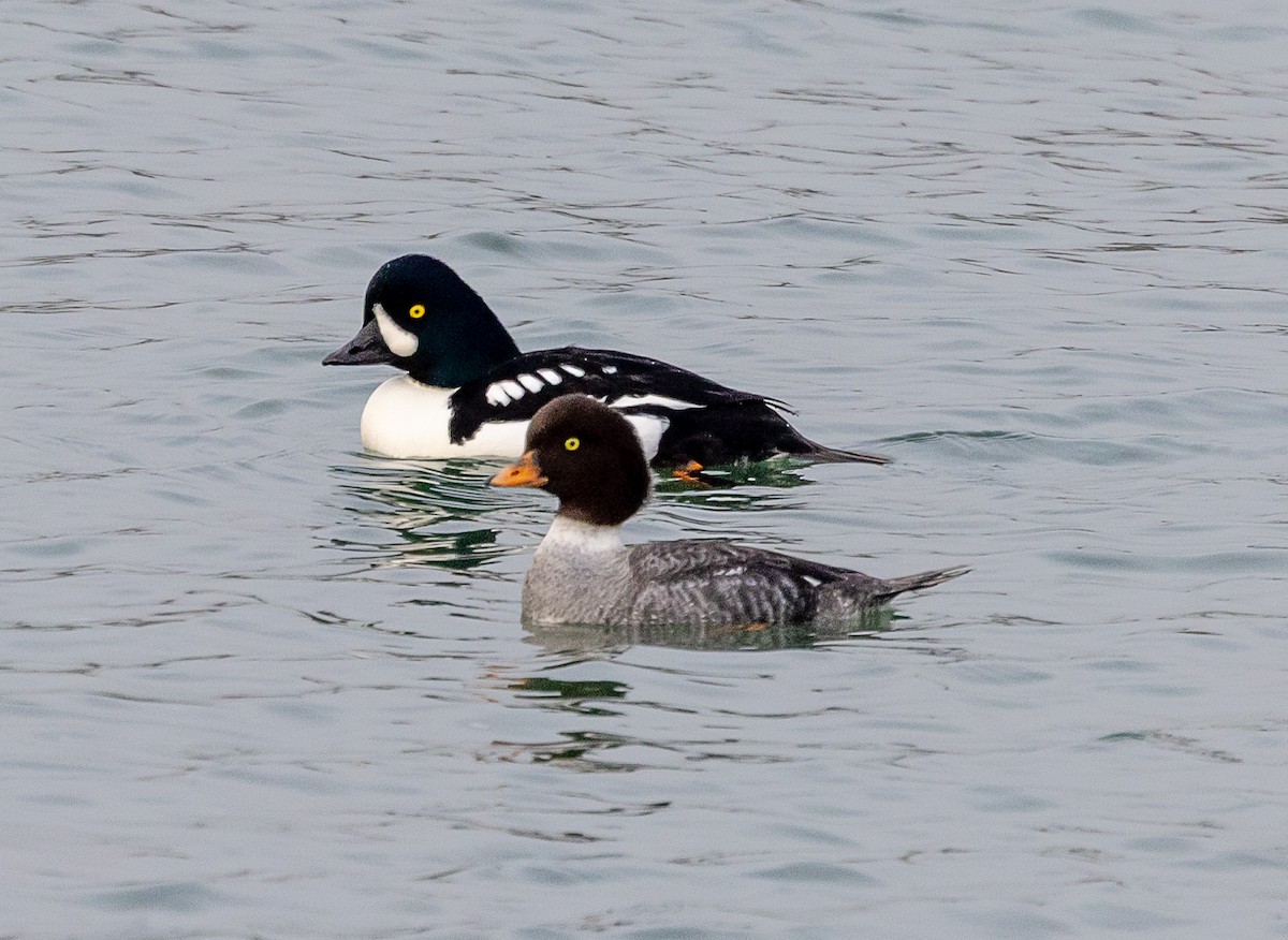 キタホオジロガモ - ML647870147