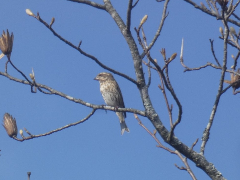 purpurfink - ML647870155