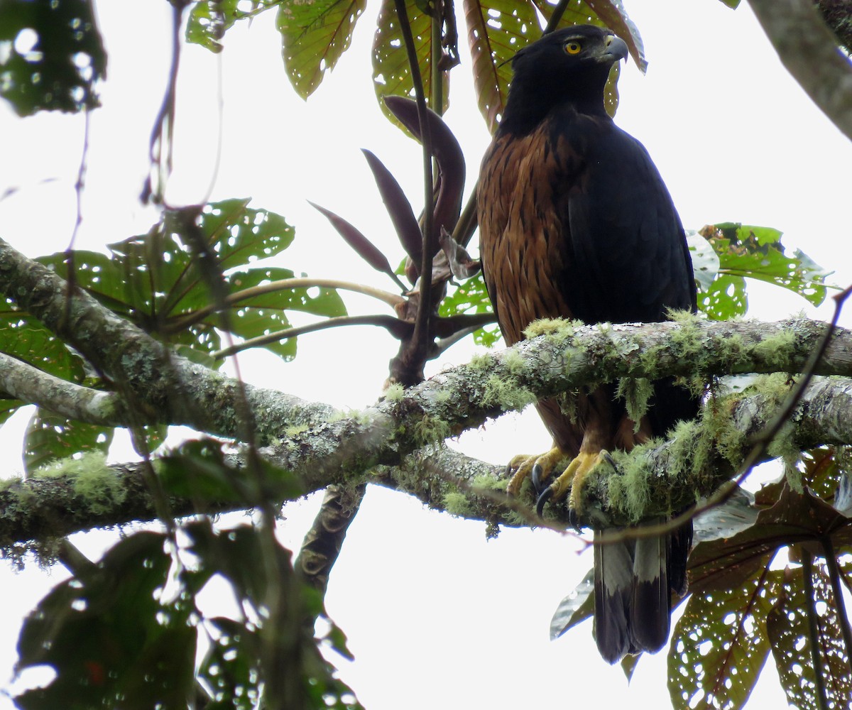 Black-and-chestnut Eagle - ML647870174