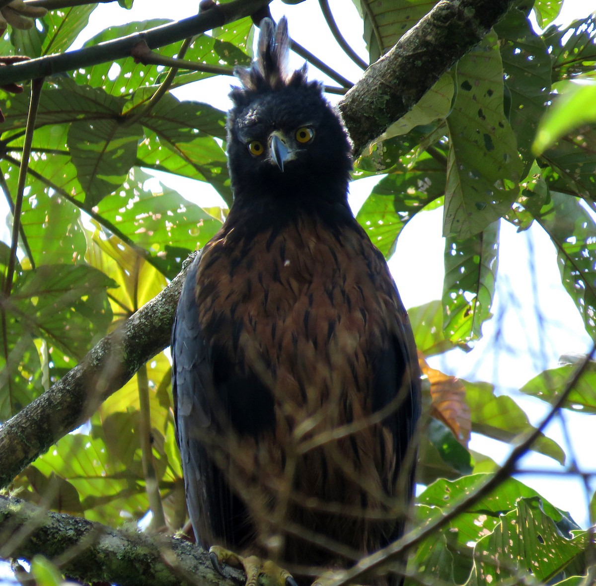 Black-and-chestnut Eagle - ML647870175