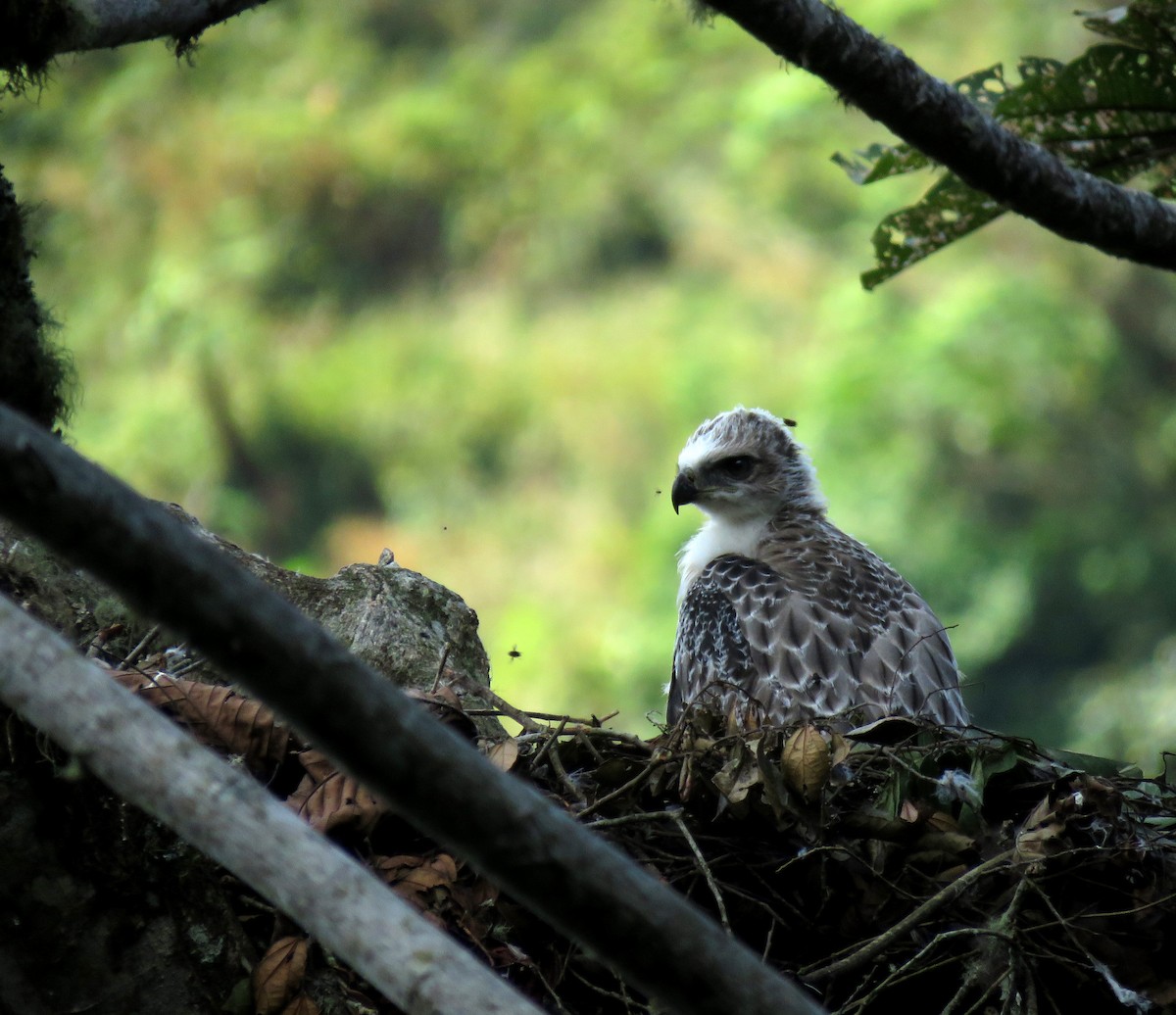 Black-and-chestnut Eagle - ML647870176
