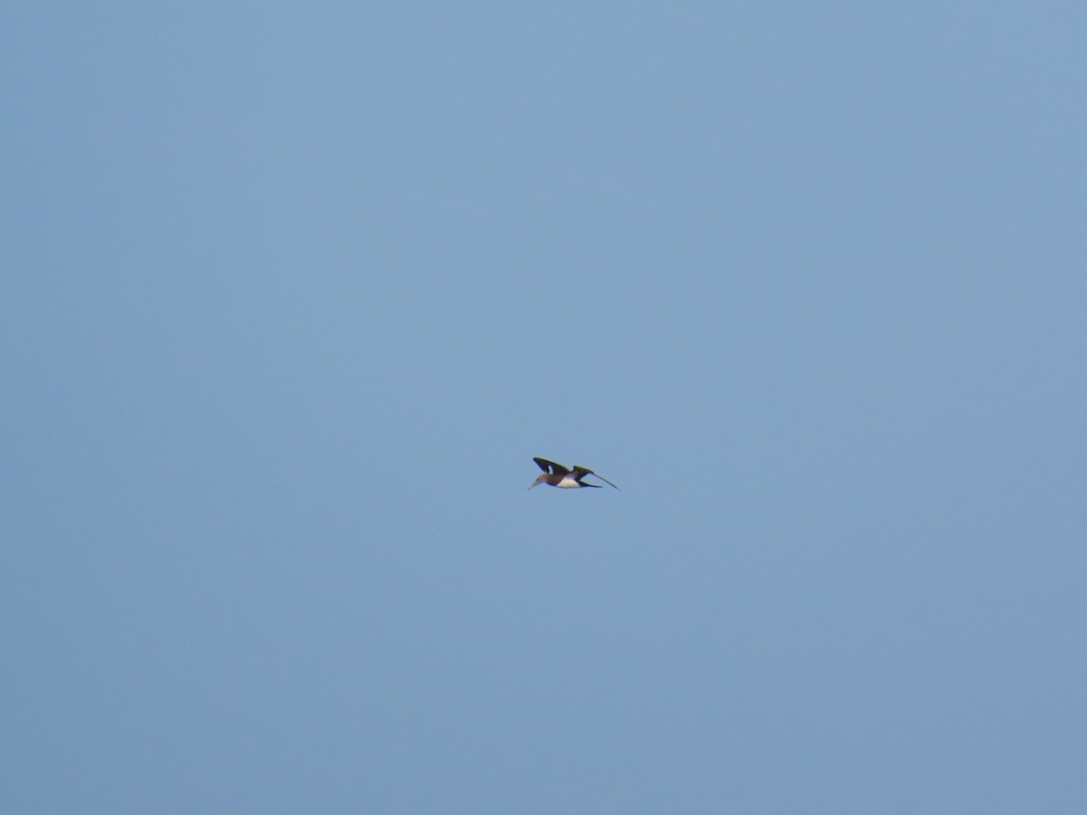 Cocos Booby - ML647870197