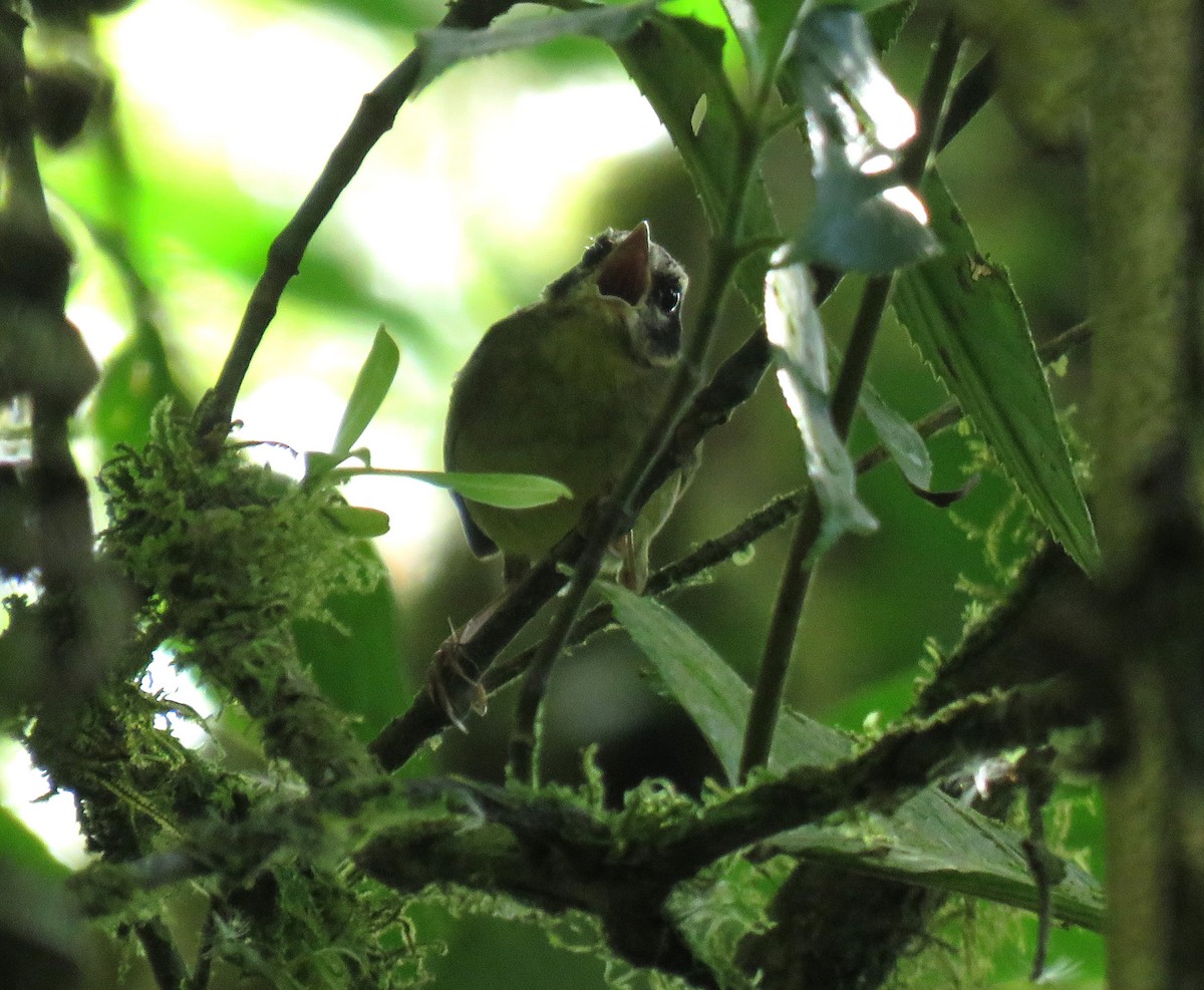 Three-striped Warbler - ML647870214