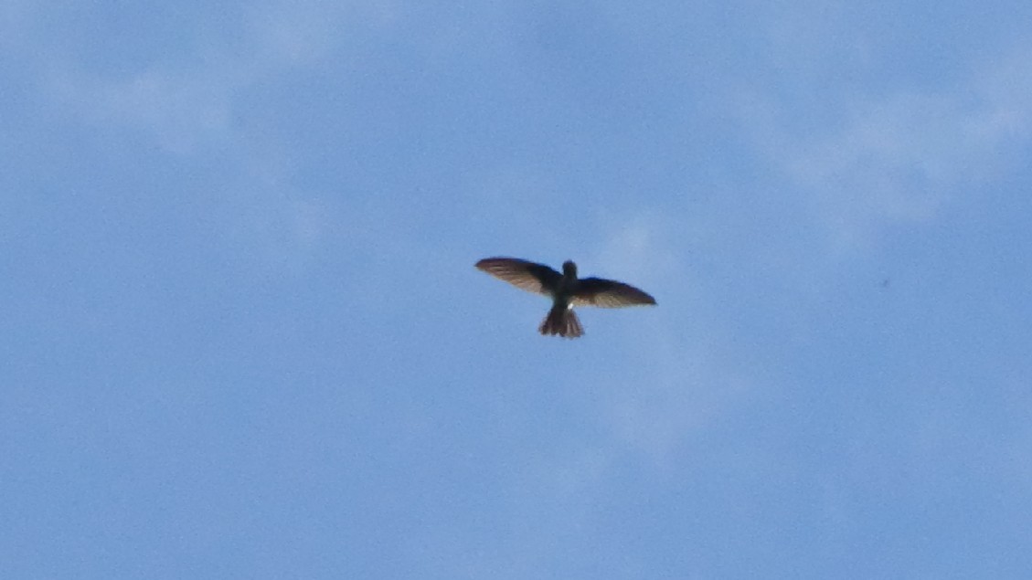 Bengalensegler - ML647870232