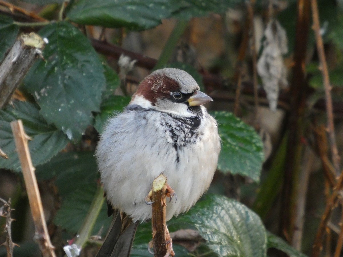 דרור הבית - ML647870237