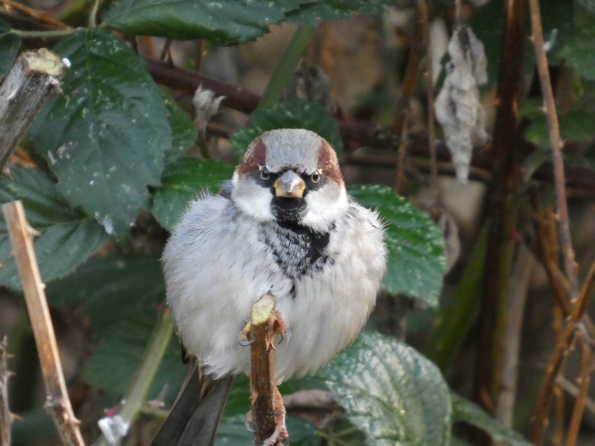 דרור הבית - ML647870238