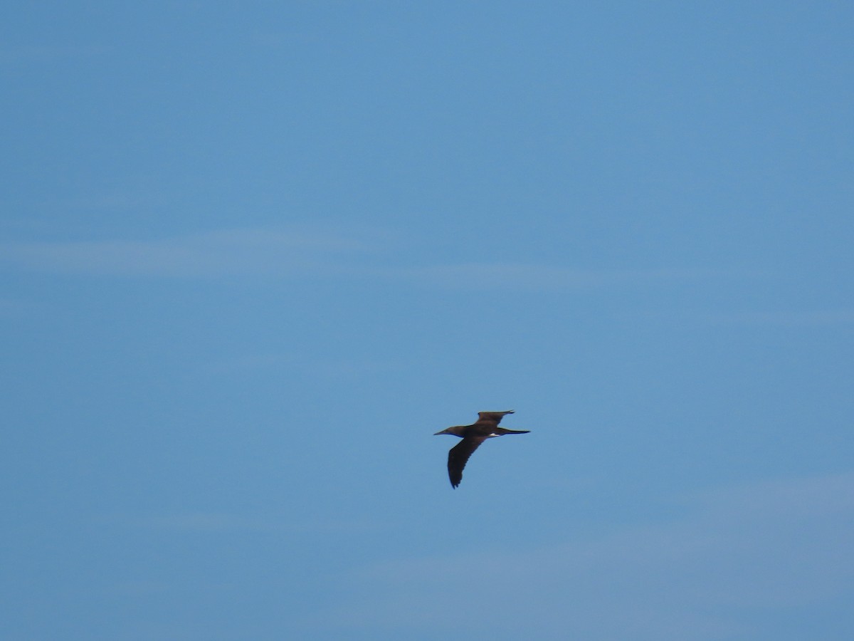 Cocos Booby - ML647870248