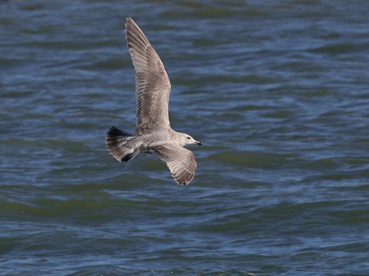 Goéland arctique (thayeri) - ML647870269