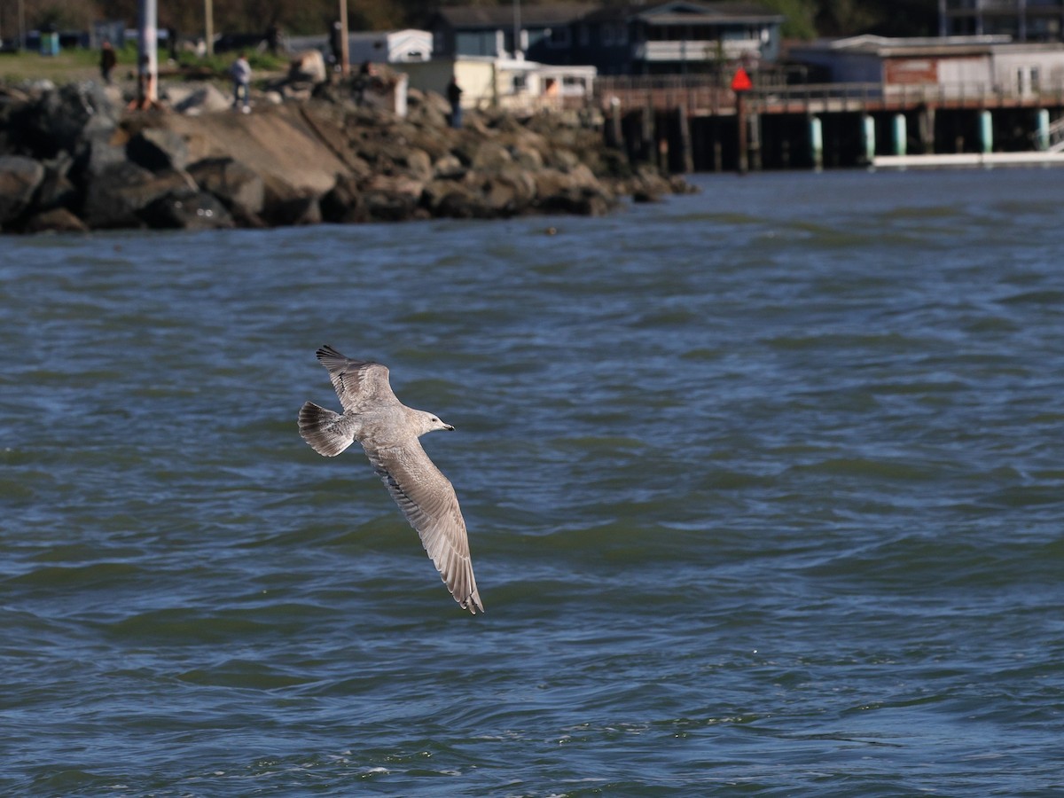 Goéland arctique (thayeri) - ML647870270