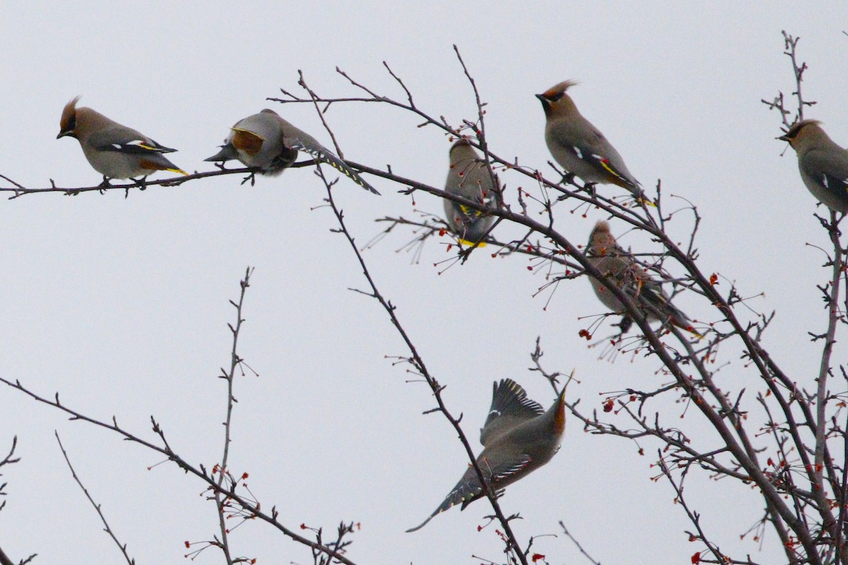 Bohemian Waxwing - ML647870281