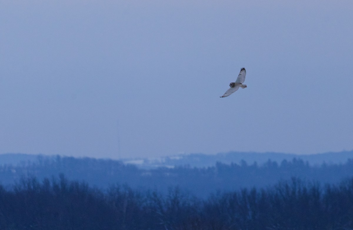 Болотная сова (flammeus) - ML647870283