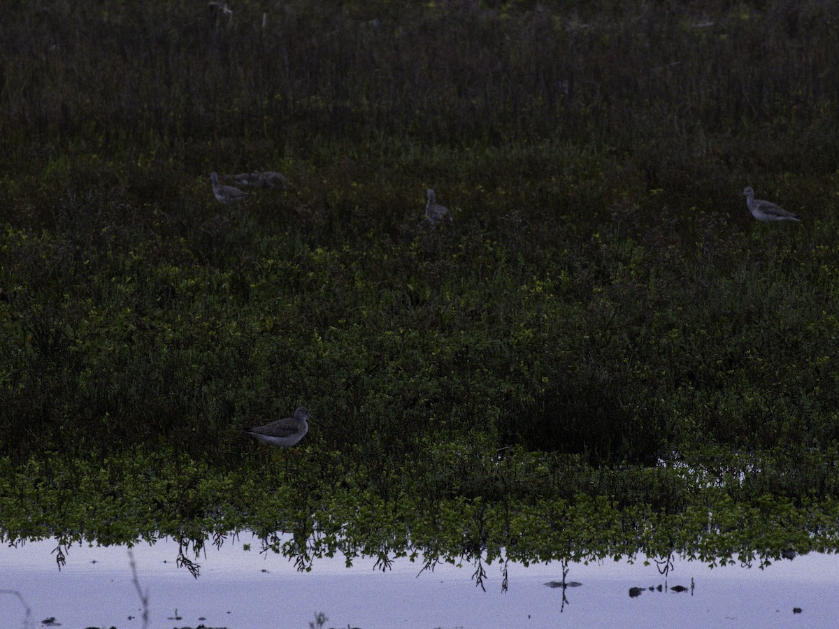 Greater Yellowlegs - ML647870321