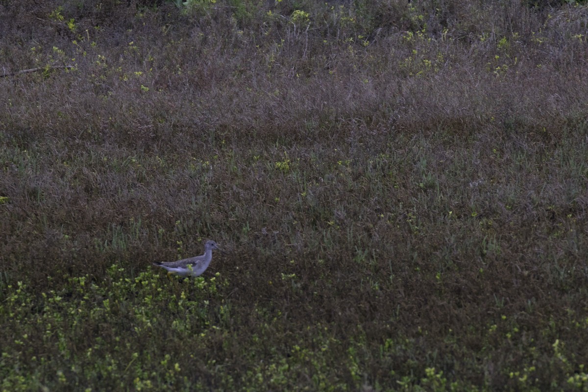 Greater Yellowlegs - ML647870328