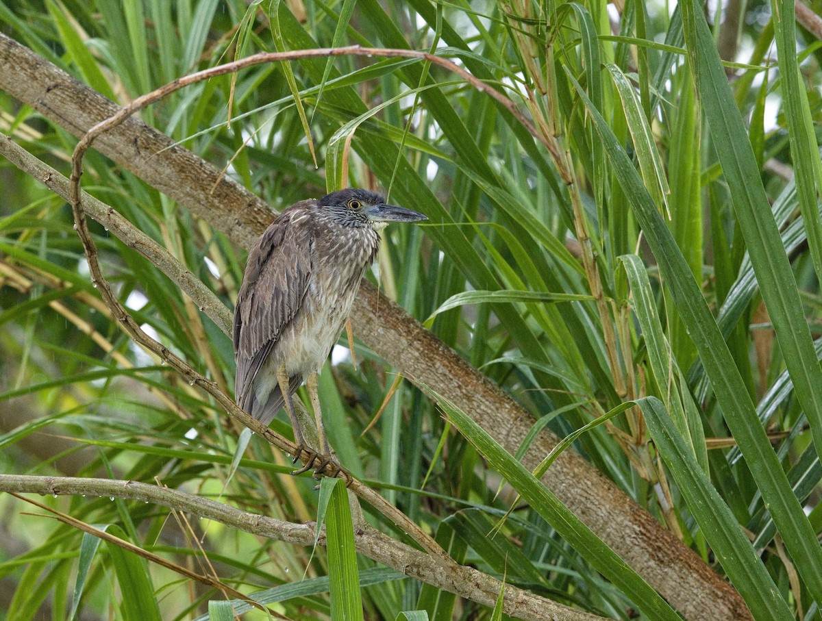 Yellow-crowned Night Heron - ML647870329