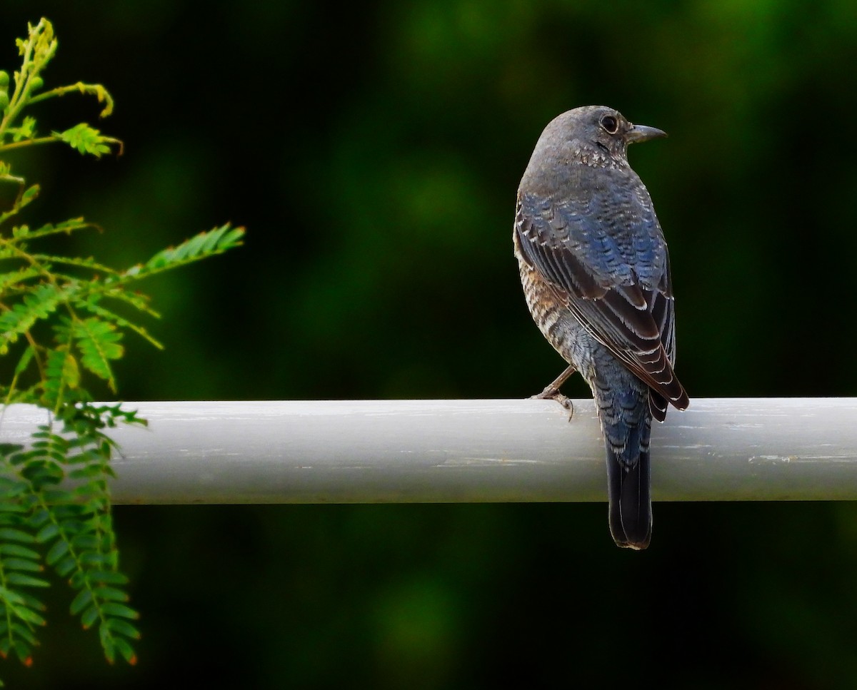 Blue Rock-Thrush (philippensis) - ML647870334