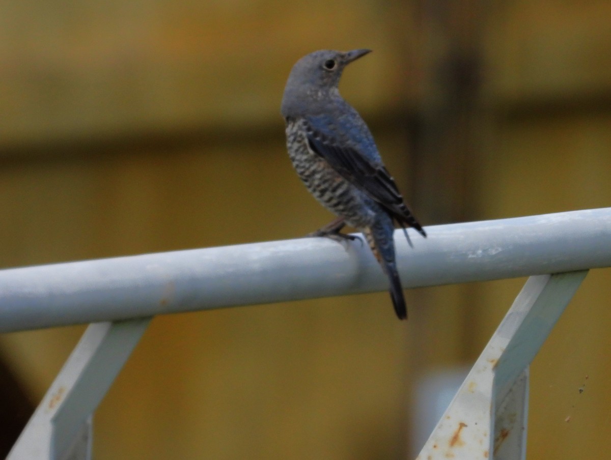 Blue Rock-Thrush (philippensis) - ML647870336
