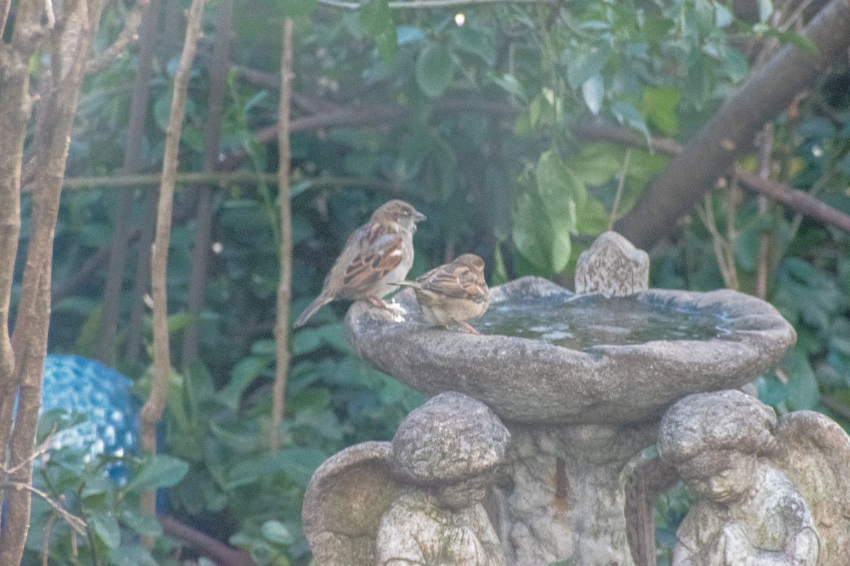 דרור הבית - ML647870387