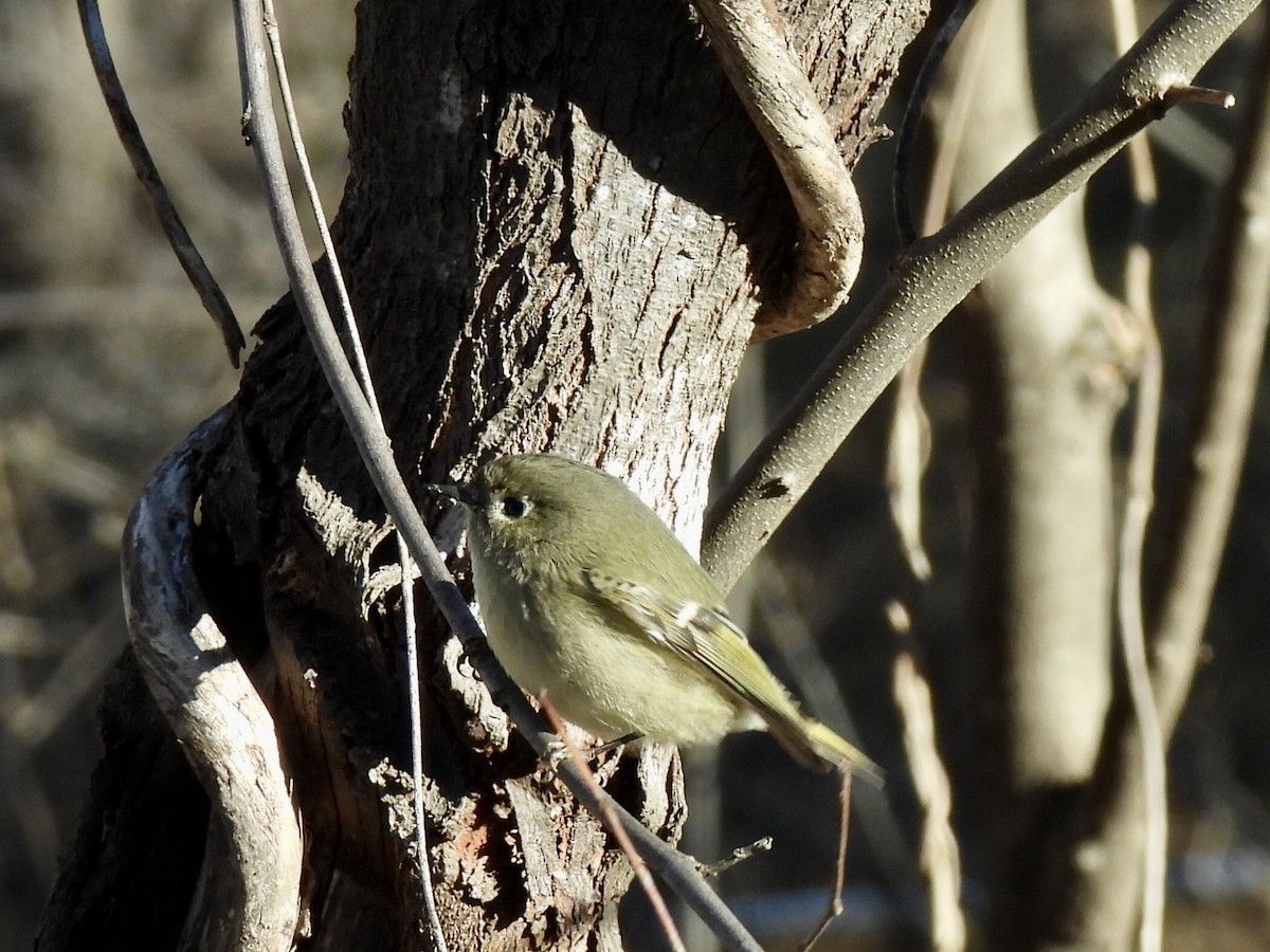 Золотомушка рубіновочуба - ML647870393