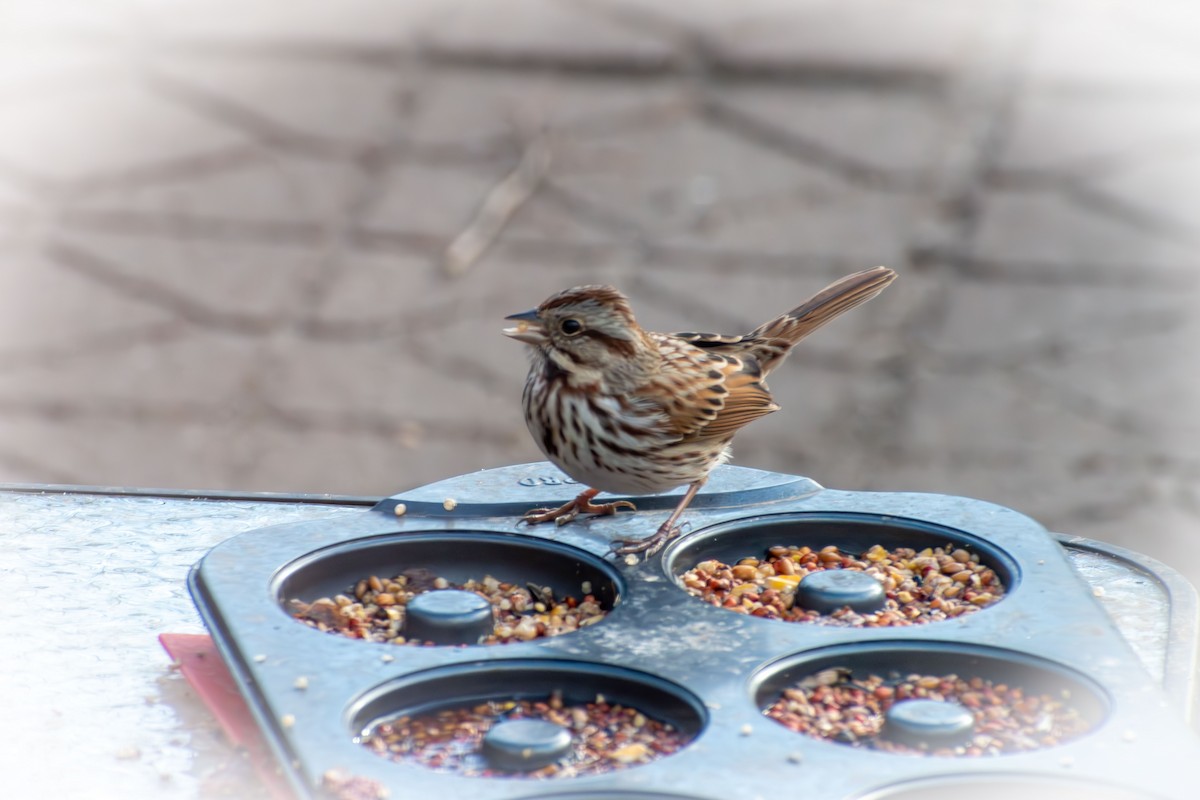Song Sparrow - ML647870402