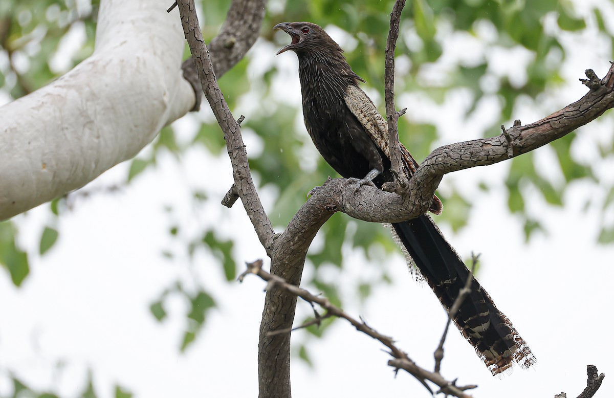 Pheasant Coucal - ML647870403