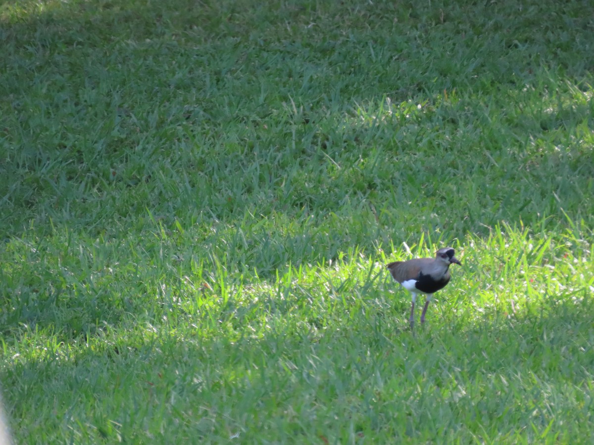 Vanneau téro - ML647870404