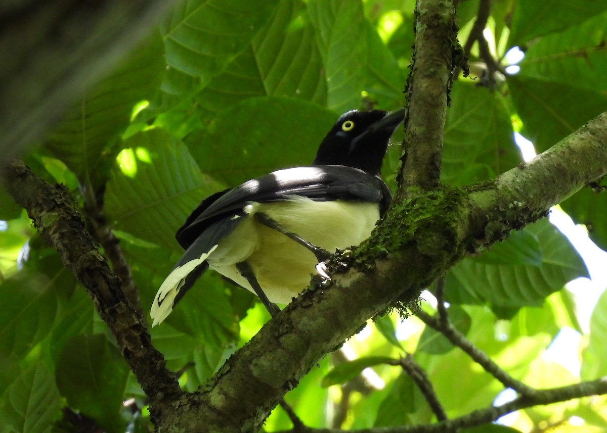 Black-chested Jay - ML647870409