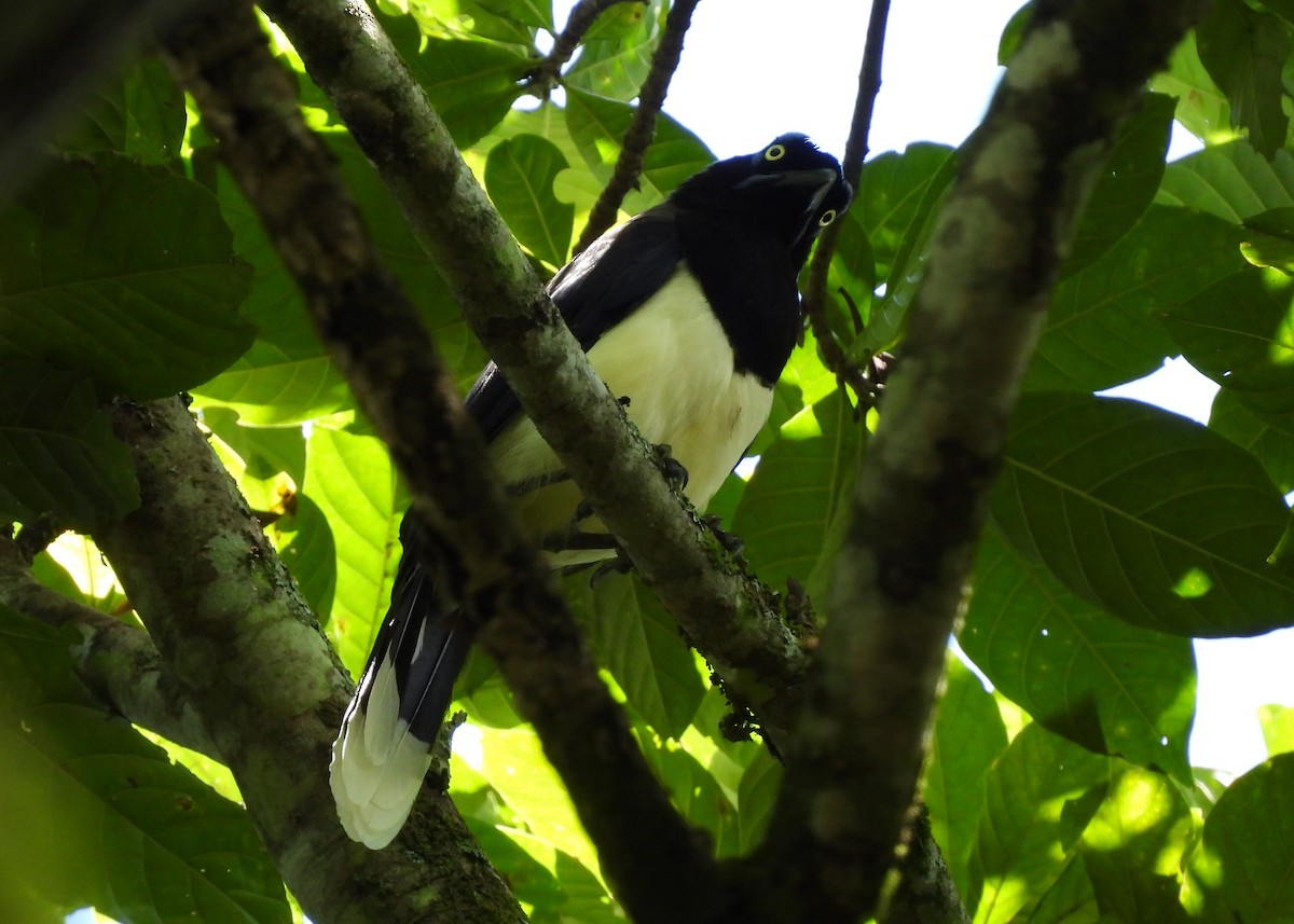 Black-chested Jay - ML647870410