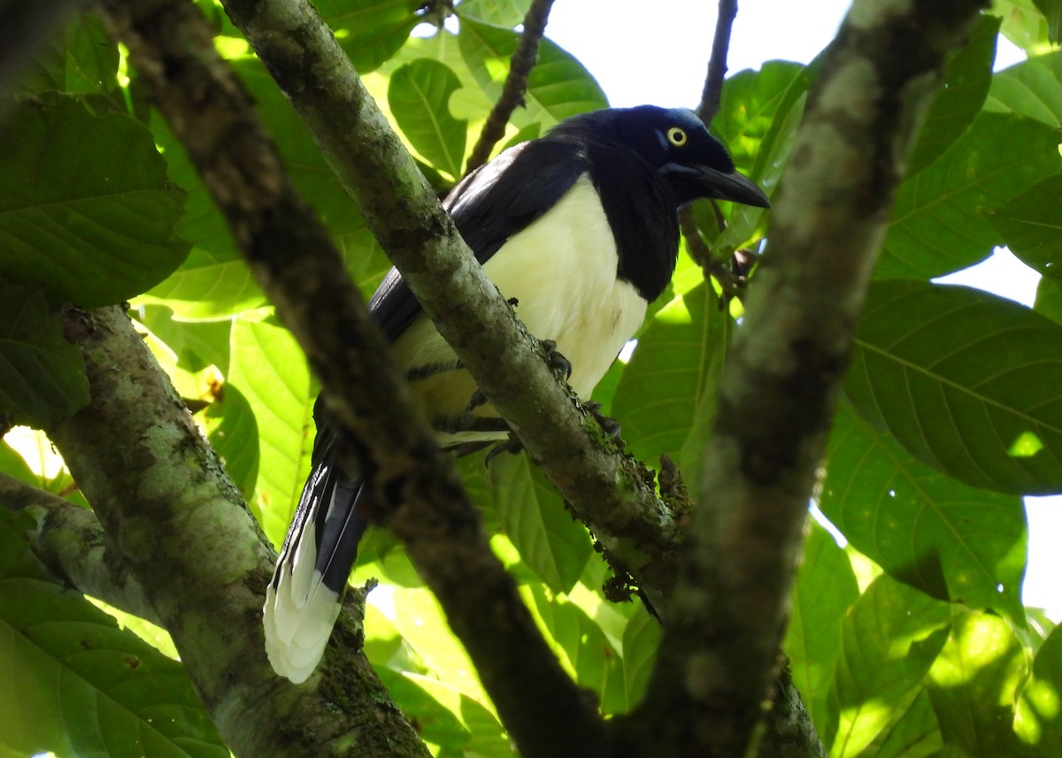 Black-chested Jay - ML647870411