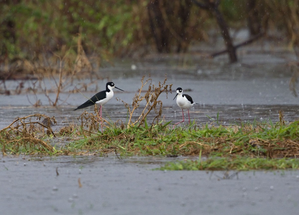 Zankaluze kaskabeltza - ML647870413