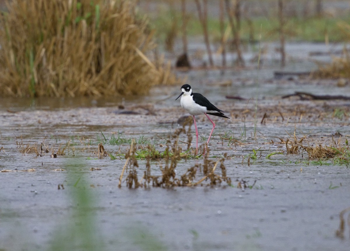 Zankaluze kaskabeltza - ML647870414