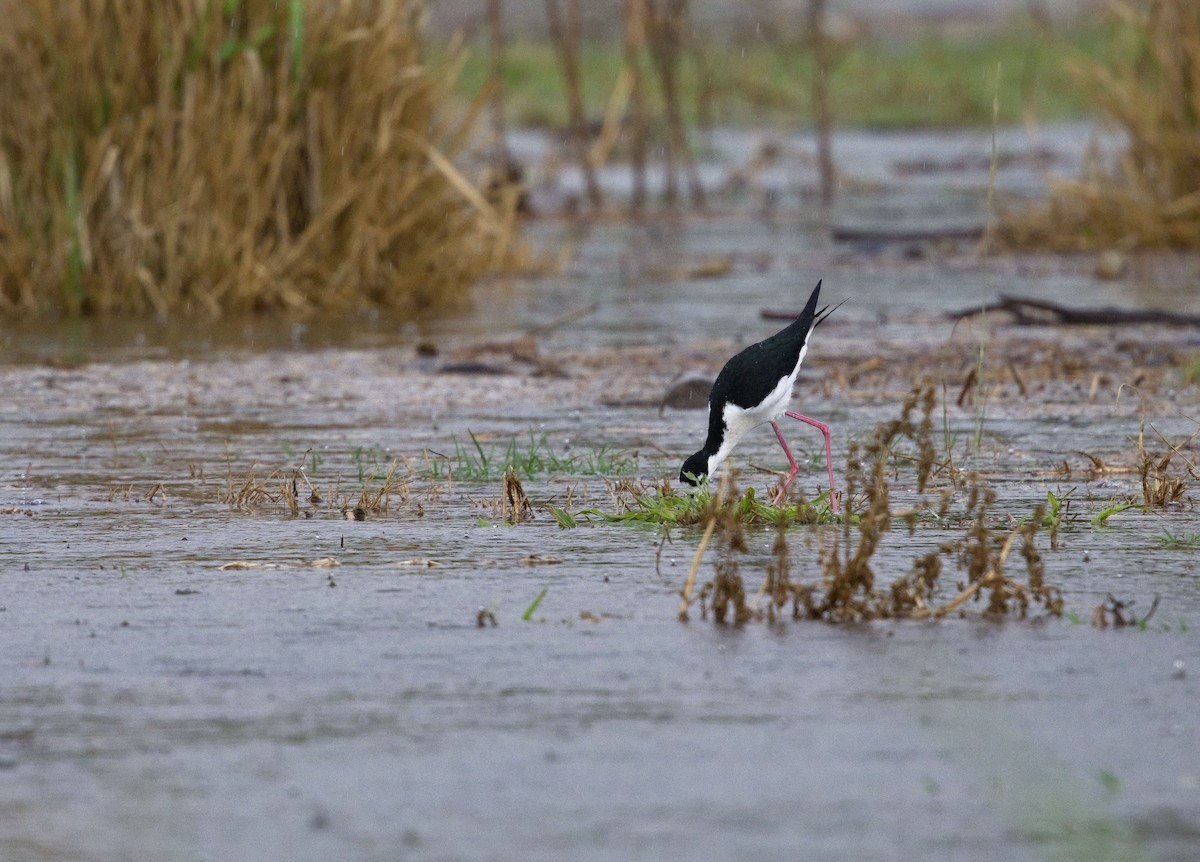 Zankaluze kaskabeltza - ML647870415