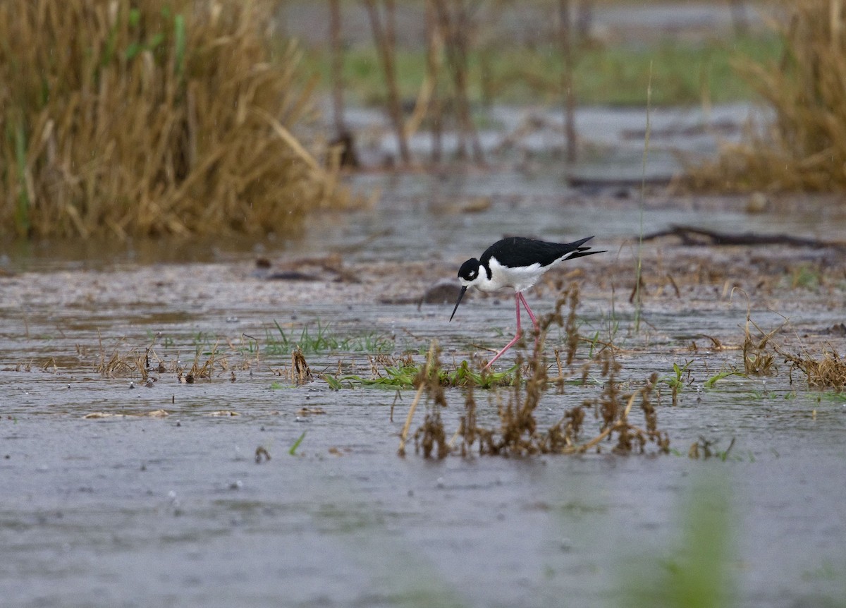 Zankaluze kaskabeltza - ML647870418