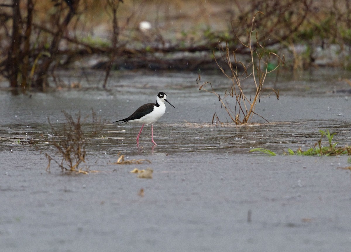 Zankaluze kaskabeltza - ML647870419