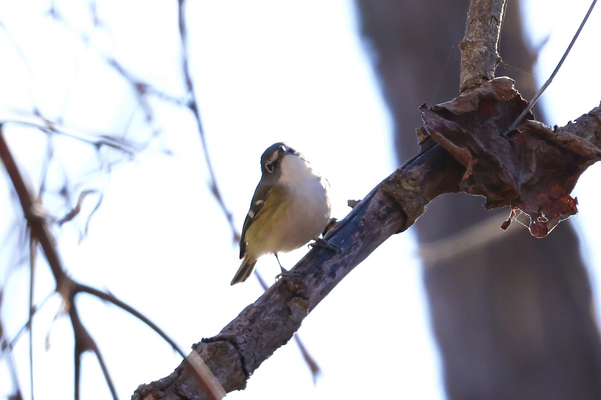 Bireo buru-urdina - ML647870420